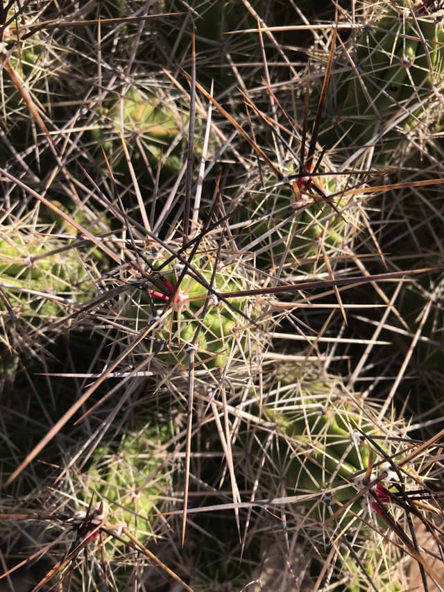 Cedar Branch